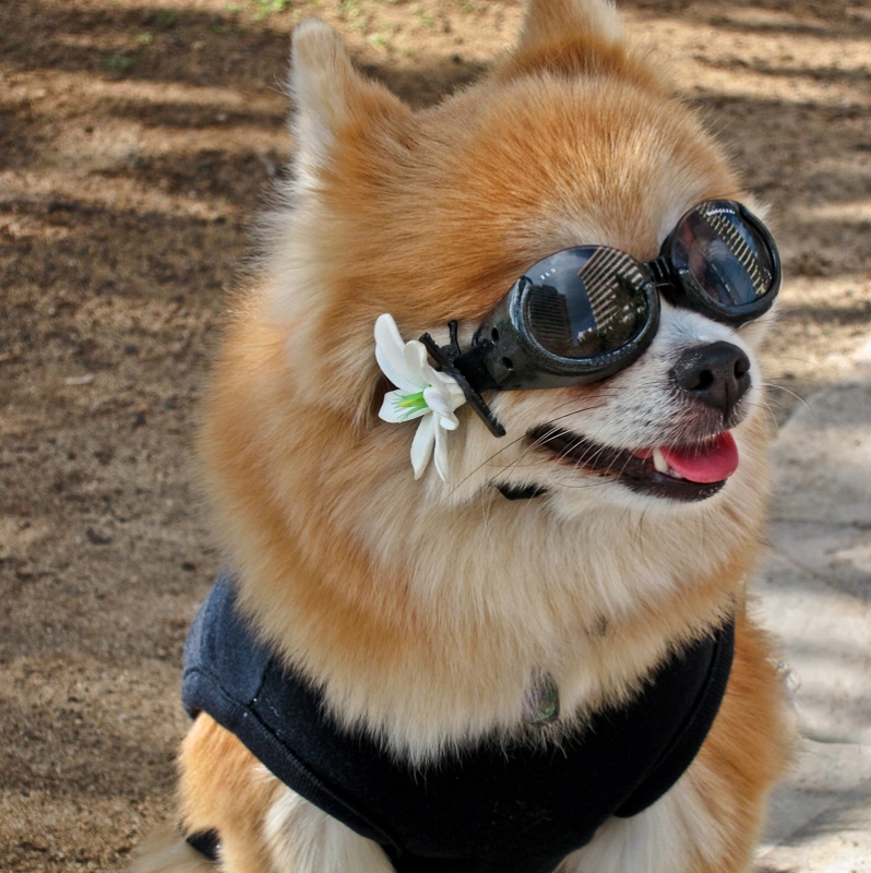 Surf Dog