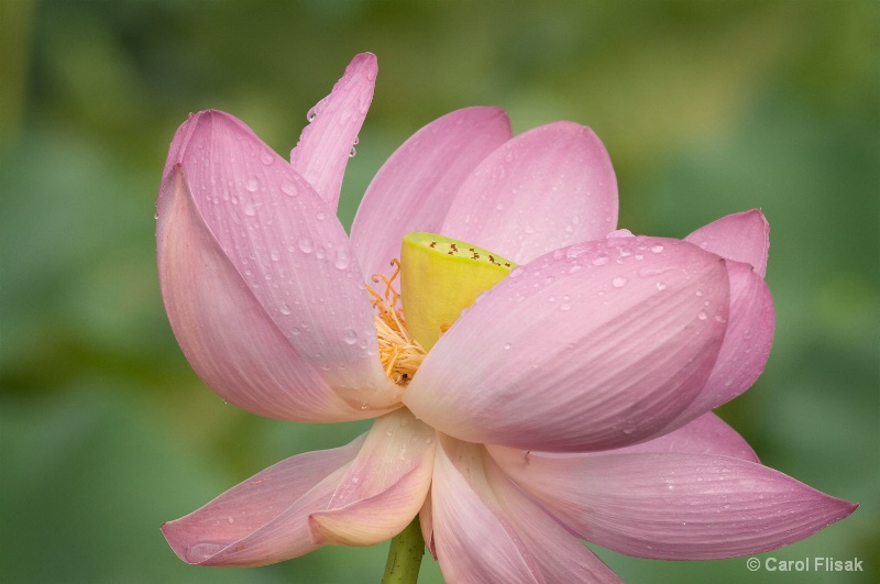 Tears on a Lotus