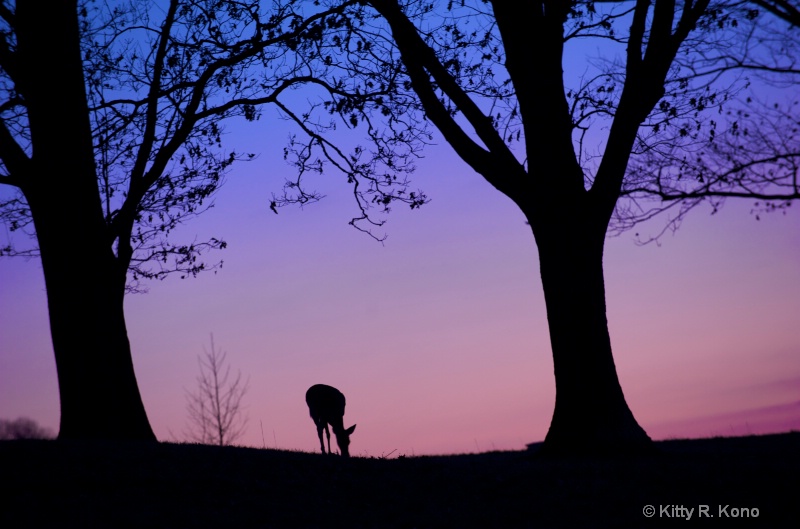 Deer at Dusk