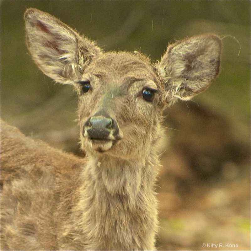 Dear with Inquisitive Face