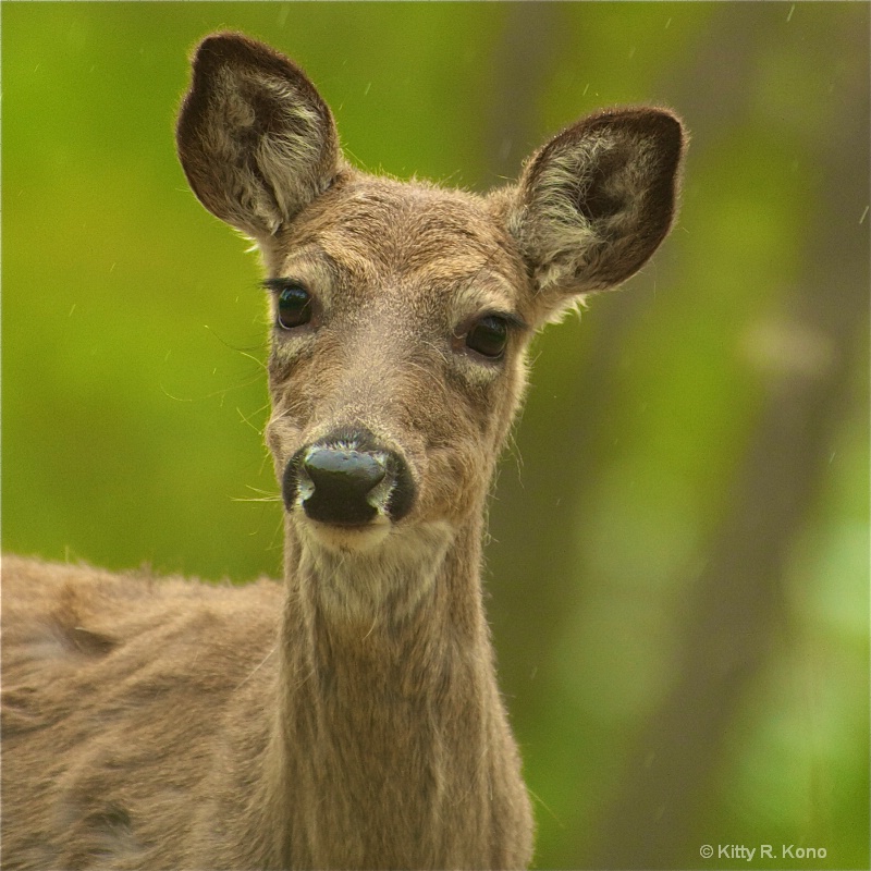 Portrait of a Deer in the Rain