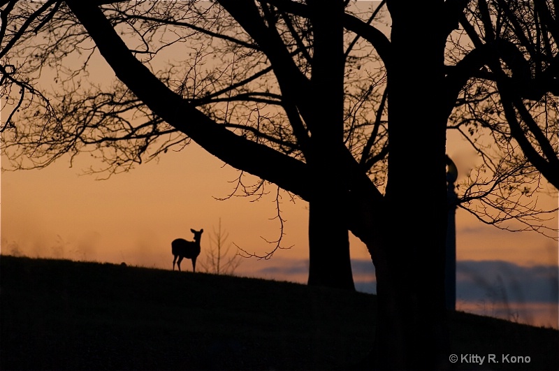 Deer on the Horizon