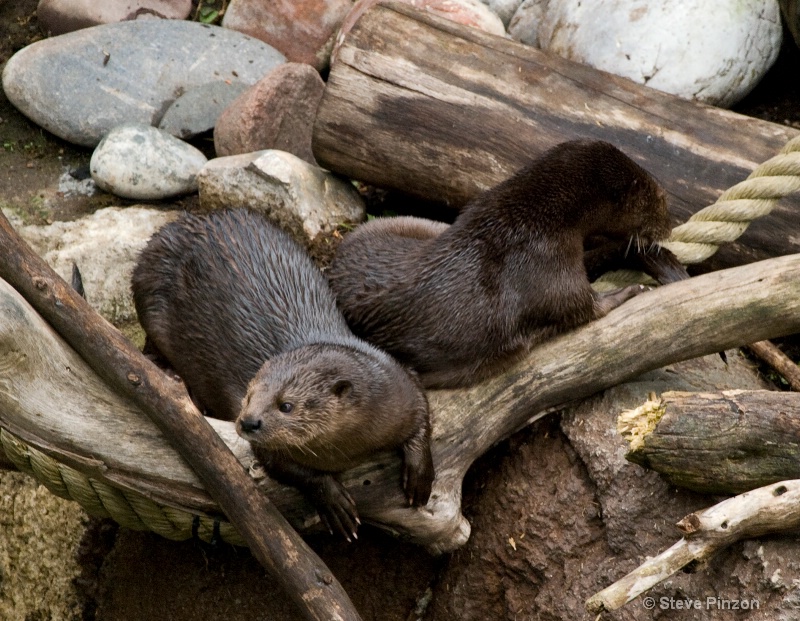 Otters on land