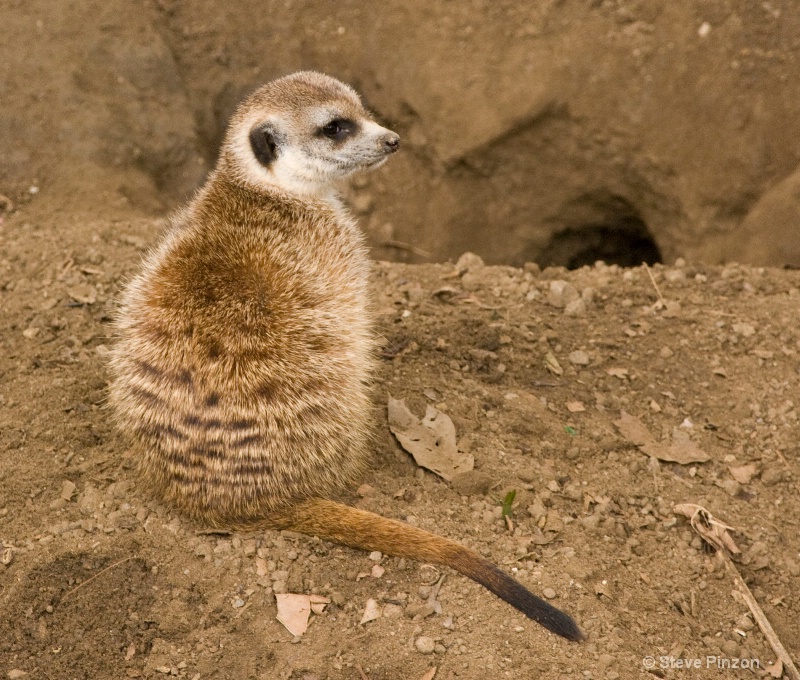 Meerkat guarding the cave
