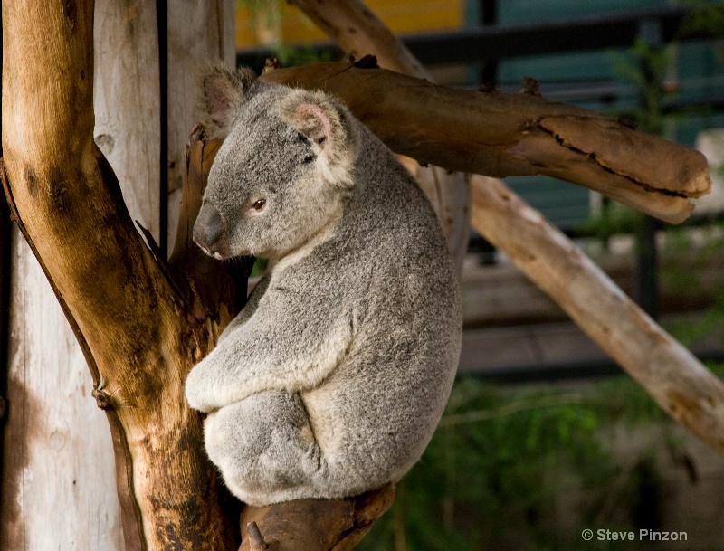 Koala awake!