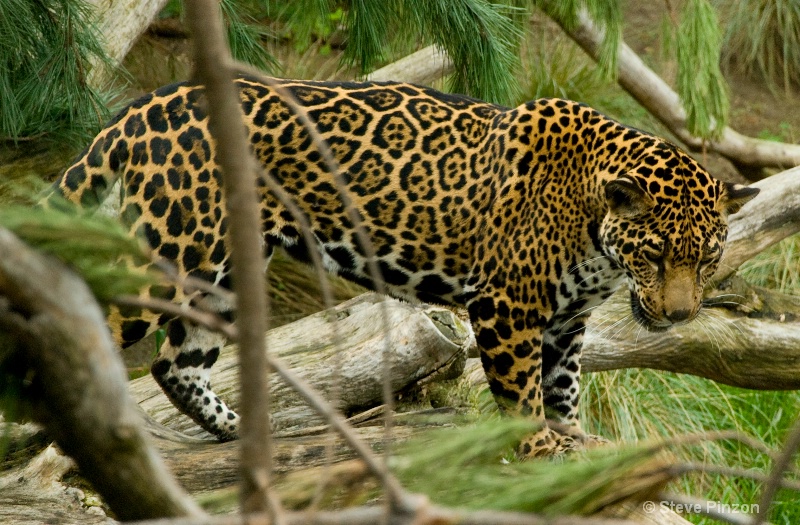 Jaguar stalking me!