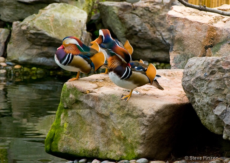 Ducks with color'