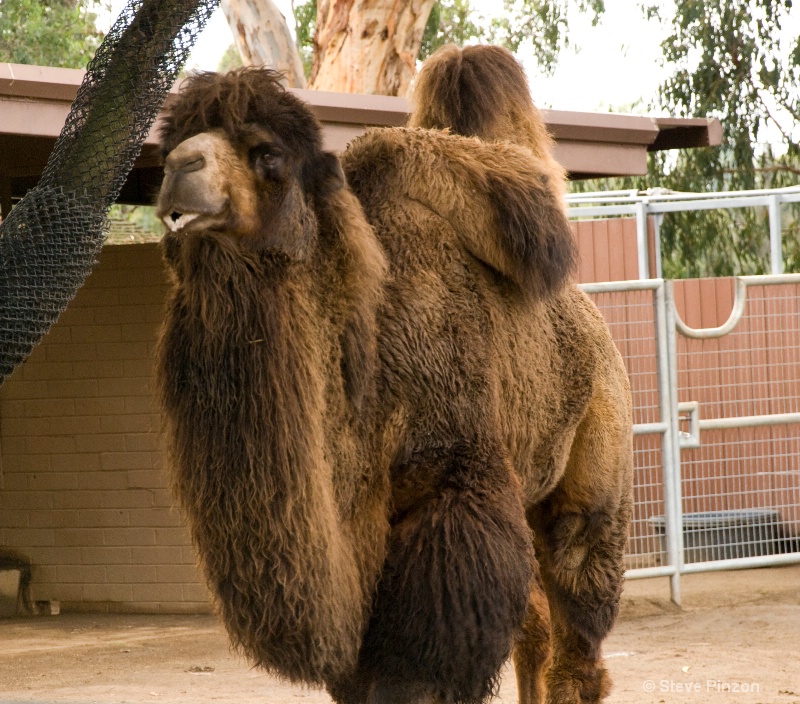 Camel with HD (Hump Dysfunction)