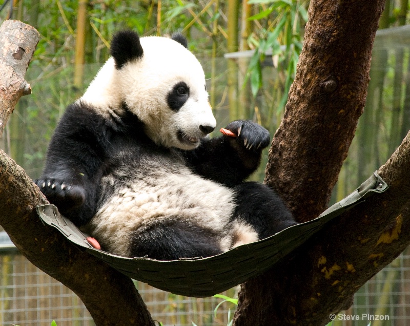Baby Panda 2