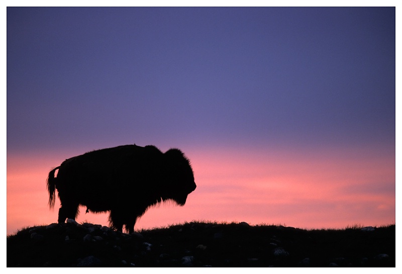 Bison at sunset, SW Saskatchewan
