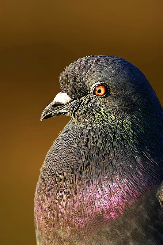 Just A Pigeon