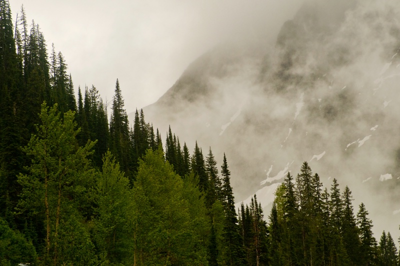 Montana Trees
