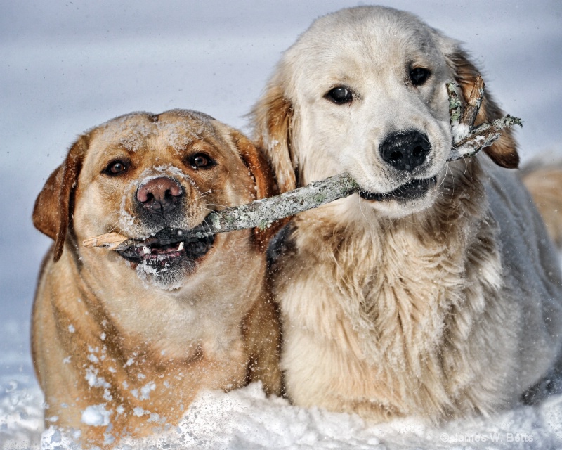 Ginger and Marley Playing in Snow