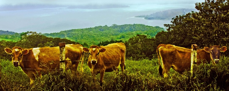 Calves Over Arenal