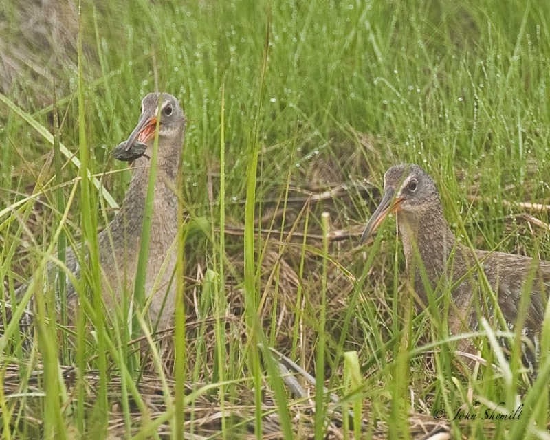 Clapper Rail - May 24th 2009