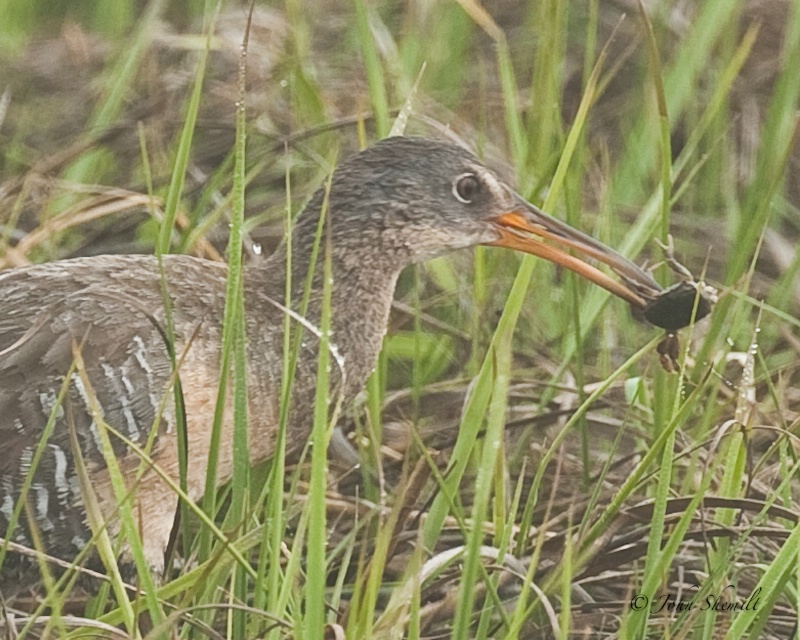 Clapper Rail, Shinnecock Bay, May 24th 2009