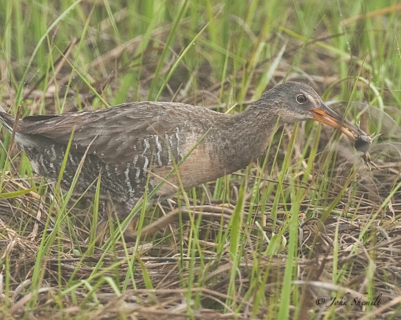 Clapper Rail - May 24th 2009