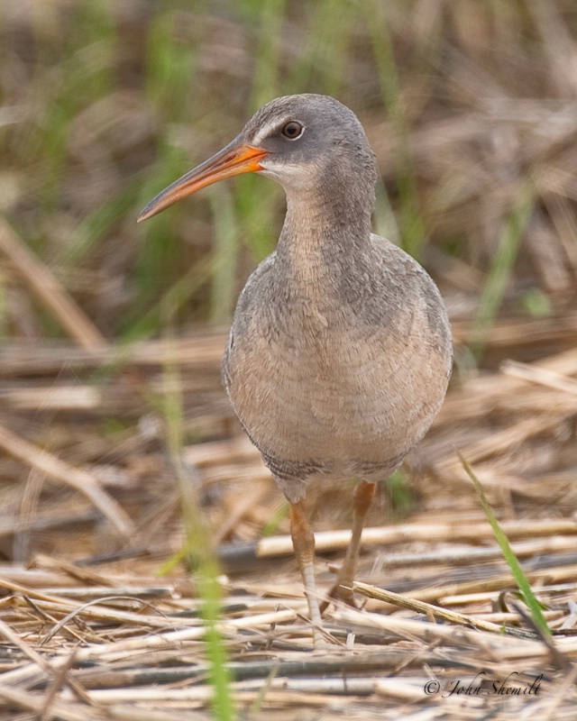 Clapper Rail - May 24th 2009