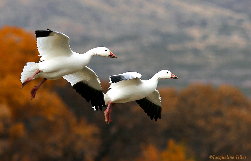 Snow Geese in Flight