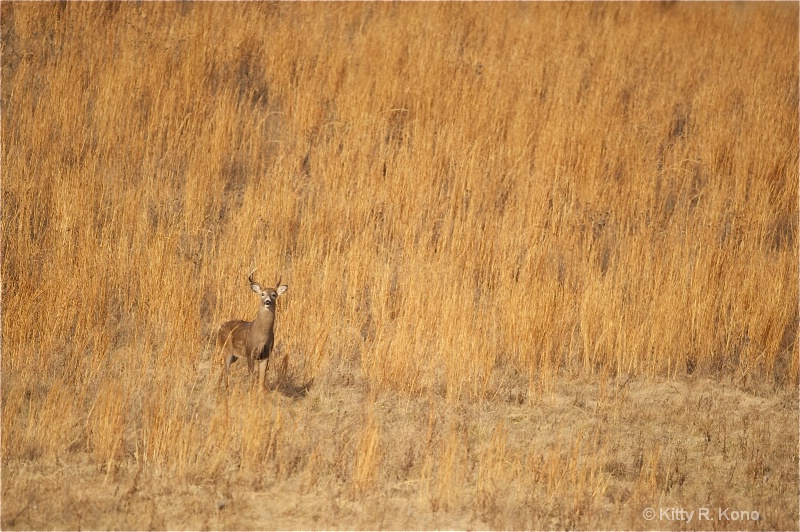 Deer in the Grass