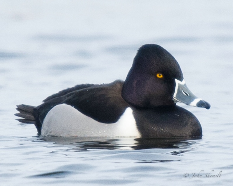 Ring-necked Duck - Jan 8th 2010