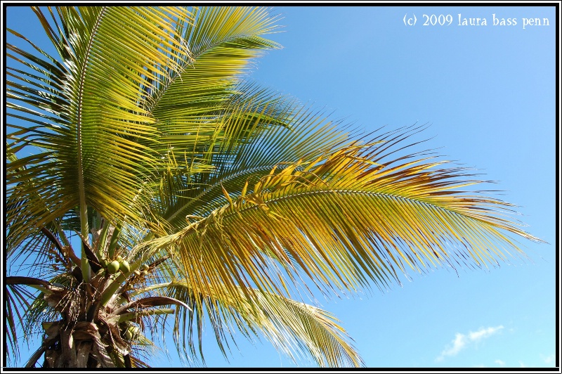 palm in paradise