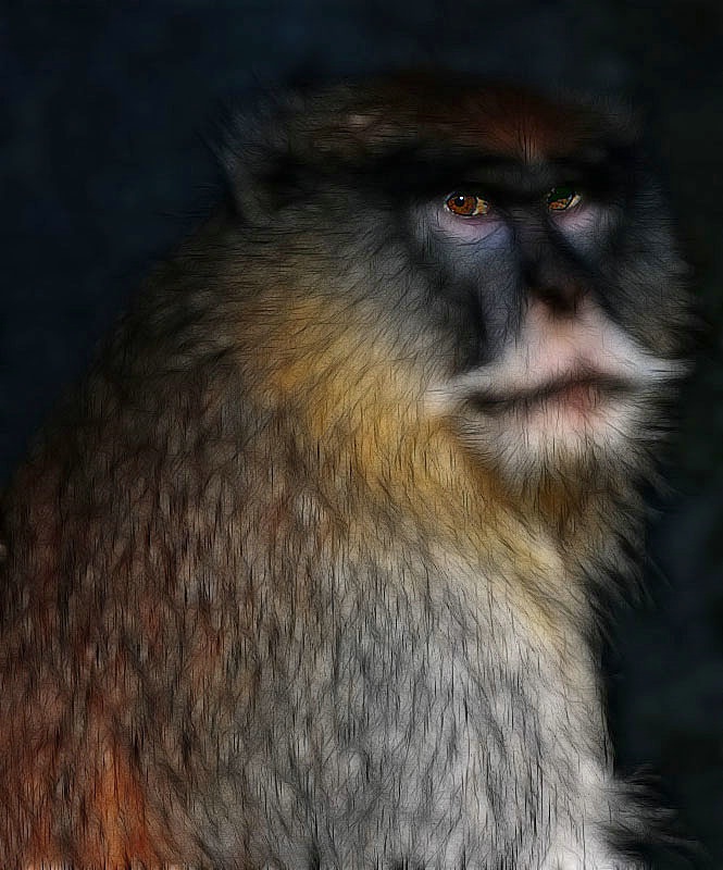 Patas Monkey