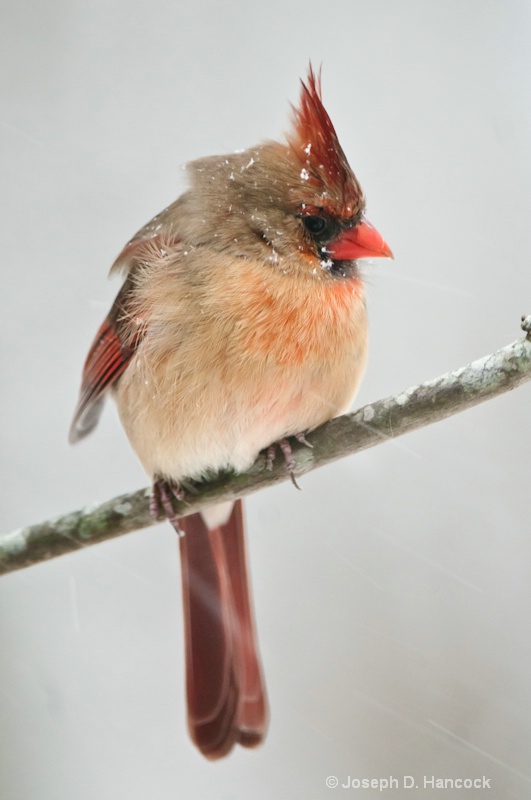 d300 13229 Red Lady