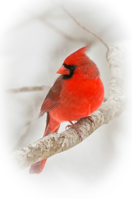 d300 13343 Male Cardinal