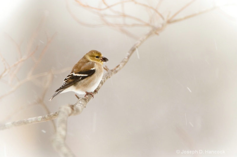 d300 13406 Finch in a Storm