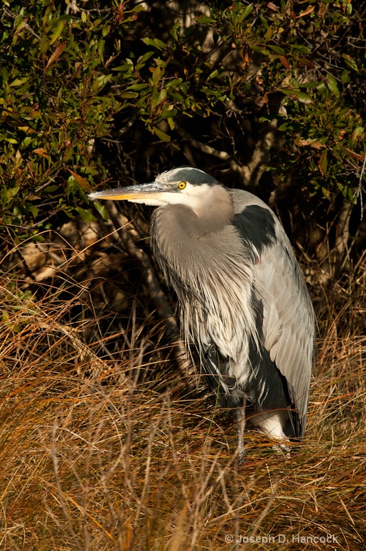 d700 05907 Great Blue Heron