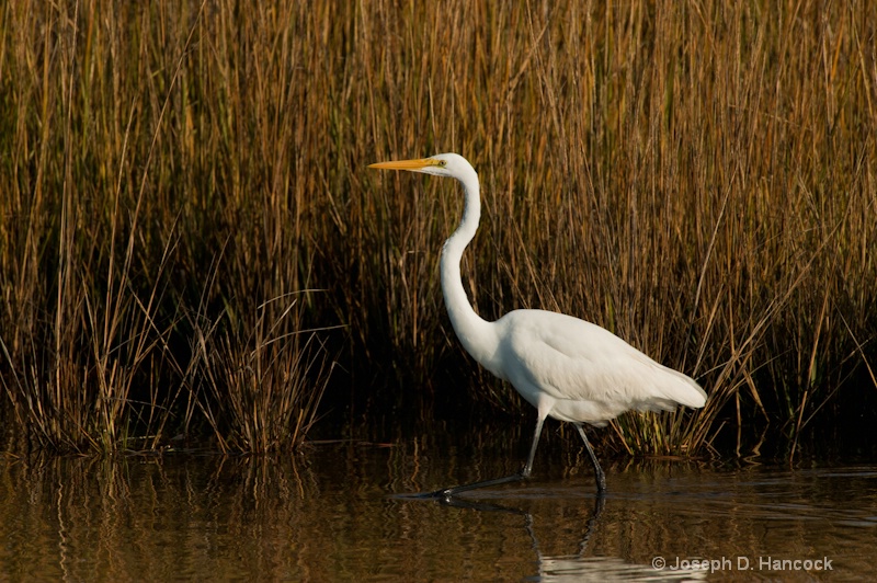 d700 05924 Great Heron