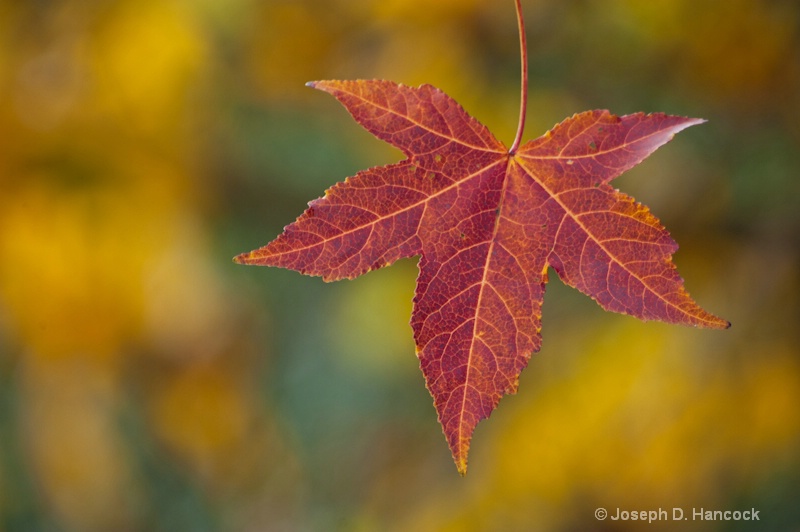 d700 06990 Fall Leaf