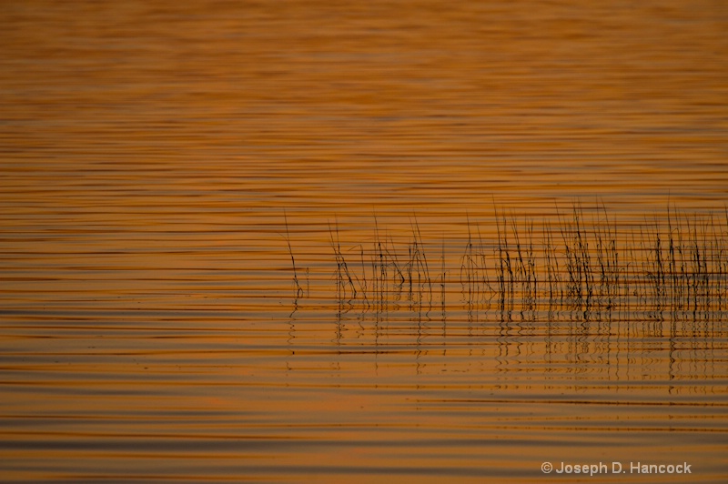 d700 07425 Reeds