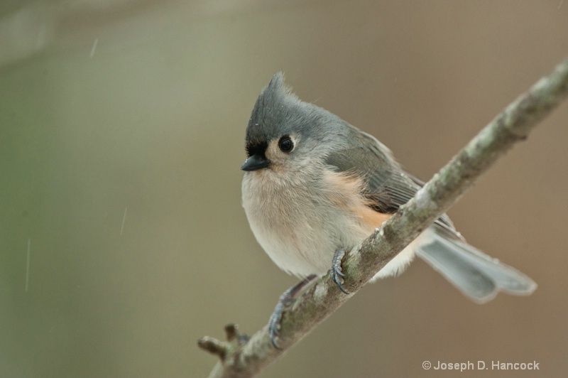 d700 48175 Tufted Titmouse