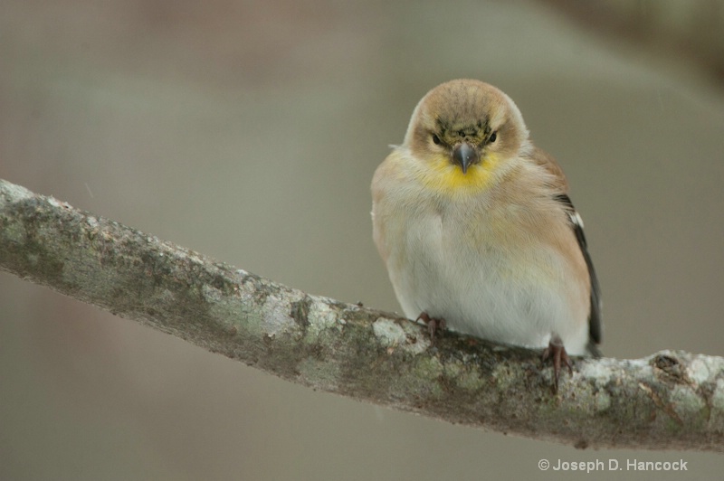 d700 48236 Angry Finch