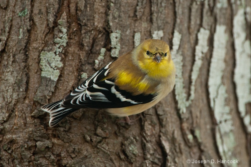 d700 48243 Goldfinch 1