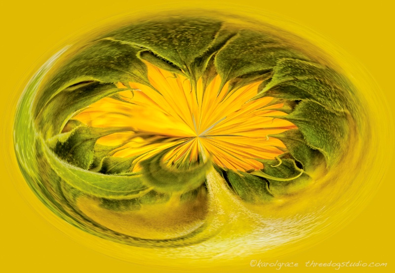Sunflower Roundup