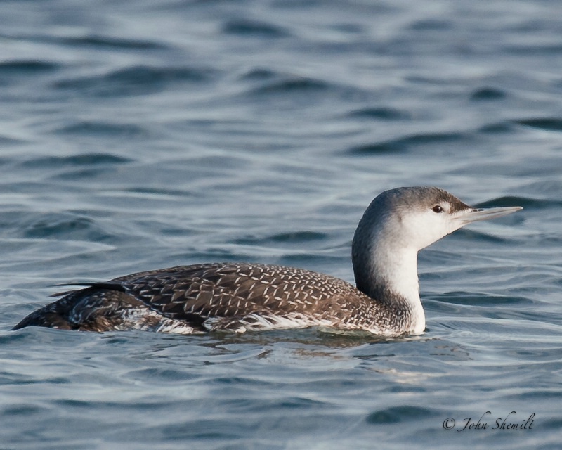 Red-throated Loon - Shinnecock Inlet - Dec 2008