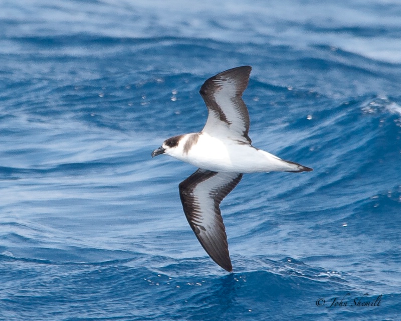Black-capped Petrel - Off Hatteras - May 2008