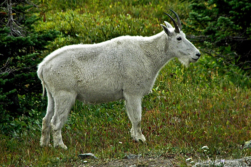 Mt Goat, Glacier NP, MT