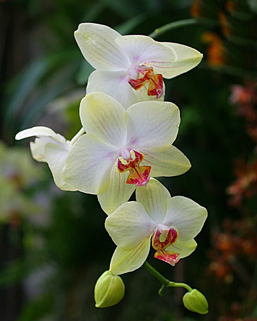 orchids 12