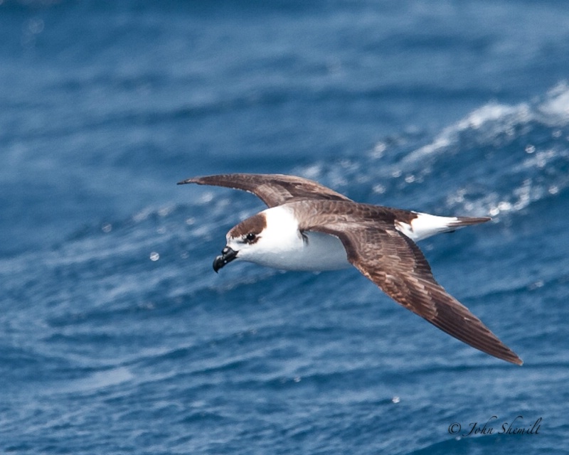 Black-capped Petrel - off Hatteras - May 2008
