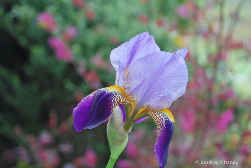 Flower Collection