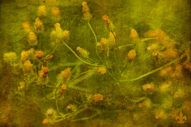 Textured Yellow Weeds