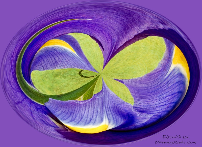 Polar Iris