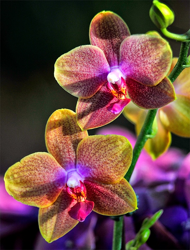 ORCHIDS