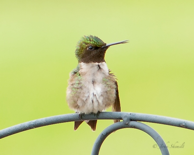 Ruby-throated Hummingbird - Ontario - June 2009