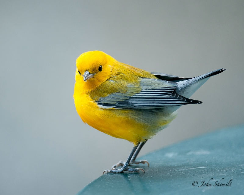 Prothonotary Warbler - Oct 24th, 2010
