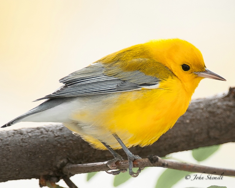 Prothonotary Warbler - Oct 25th, 2010